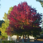 Frasin Raywood" 2.50 - 3.00 m   Fraxinus angustifolia "Raywood"