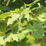 Paltin Cleveland" 3.00 m  Acer platanoides "Cleveland"