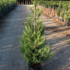 Chiparos leylandii 1.30 - 1.40 m  x Cupressocyparis leylandii