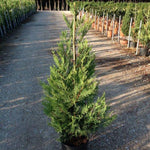 Chiparos leylandii 1.30 - 1.40 m  x Cupressocyparis leylandii