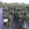Japanese white pine Negishi 0.80 - 1.20 m Pinus parvifolia "Negishi"