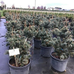Japanese white pine Negishi 0.80 - 1.20 m Pinus parvifolia "Negishi"