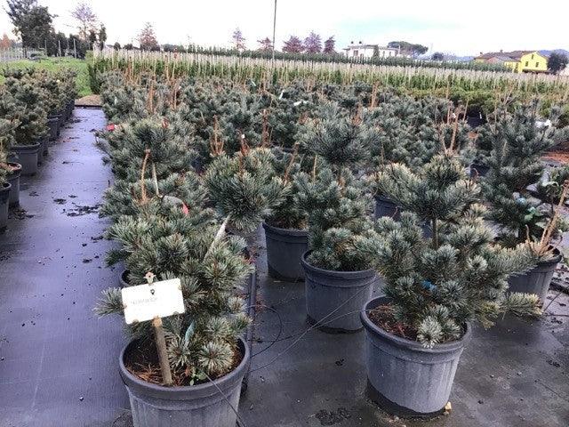 Pin alb japonez Negishi 0.80 - 1.20 m  Pinus parvifolia "Negishi"