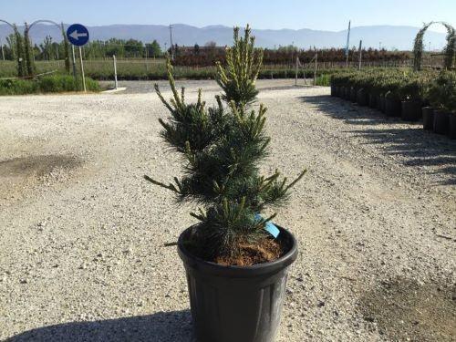 Pin alb japonez Negishi 0.80 - 1.20 m  Pinus parvifolia "Negishi"