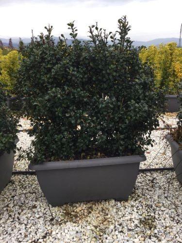 Laur sfant Heckenstar" 1.00 -1.40 m  Ilex meserveae "Heckenstar"