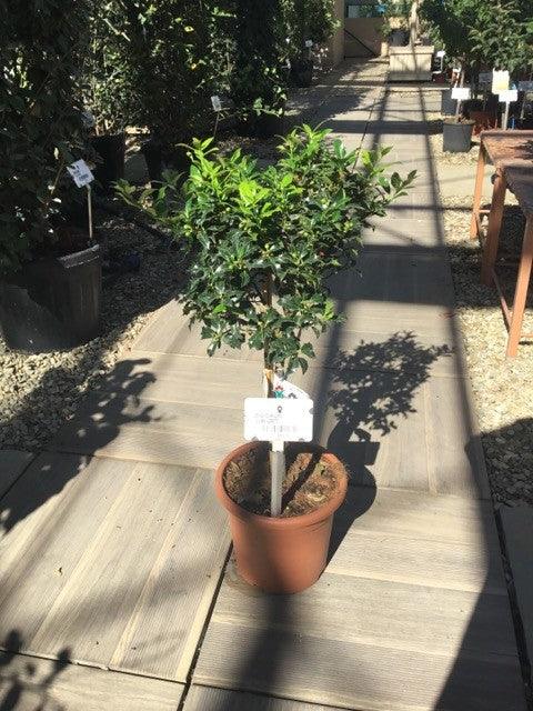 Laur sfant „Alaska” 0.40 -0.60 m  Ilex aquifolium Alaska"