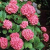 Hortensia Zaffiro" 0.40 - 0.60 m  Hydrangea macr. "Zaffiro"