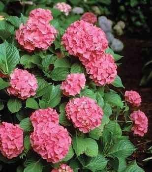 Hortensia Zaffiro" 0.40 - 0.60 m  Hydrangea macr. "Zaffiro"