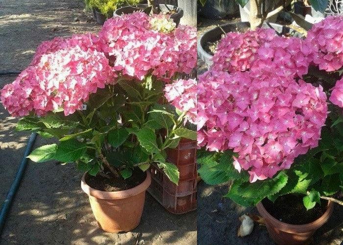 Hortensia Zaffiro" 0.40 - 0.60 m  Hydrangea macr. "Zaffiro"