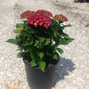 Hortensia Hot Red" 0.50 - 0.70 m  Hydrangea macr. "Hot Red"