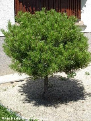 Pin rosu japonez Alice Verkade" 1.00 - 1.20 m  Pinus densiflora "Alice Verkade"