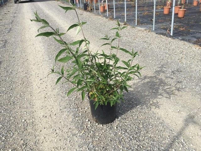 Liliac de vara Black Knight" 0.60 - 1.20 m  Buddleja davidii "Black Knight"