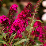 Summer lily Royal Red" 0.40 - 0.60 m Buddleja davidii "Royal Red"