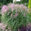 Red Tower Elephant Grass" 1.50 - 2.00 m Miscanthus sinensis "Flamingo"