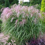 Red Tower Elephant Grass" 1.50 - 2.00 m Miscanthus sinensis "Flamingo"