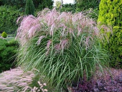 Iarba elefantului Red Tower" 1.50 - 2.00 m  Miscanthus sinensis "Flamingo"