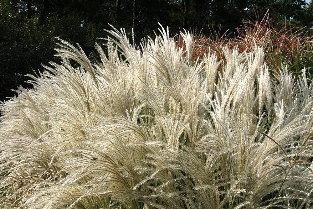 Iarba elefantului Ferner Osten" 1.00 - 1.50 m  Miscanthus sinensis "Kleine Fontane"