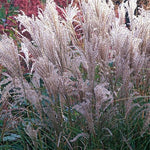 Iarba elefantului Ferner Osten" 1.00 - 1.50 m  Miscanthus sinensis "Kleine Fontane"