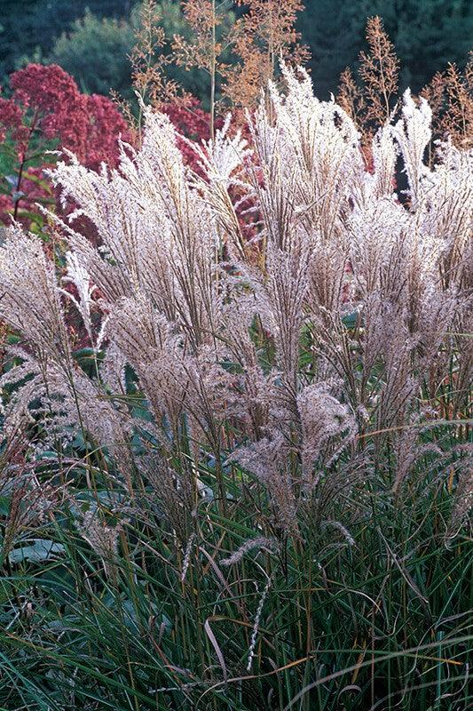 Iarba elefantului Ferner Osten" 1.00 - 1.50 m  Miscanthus sinensis "Kleine Fontane"