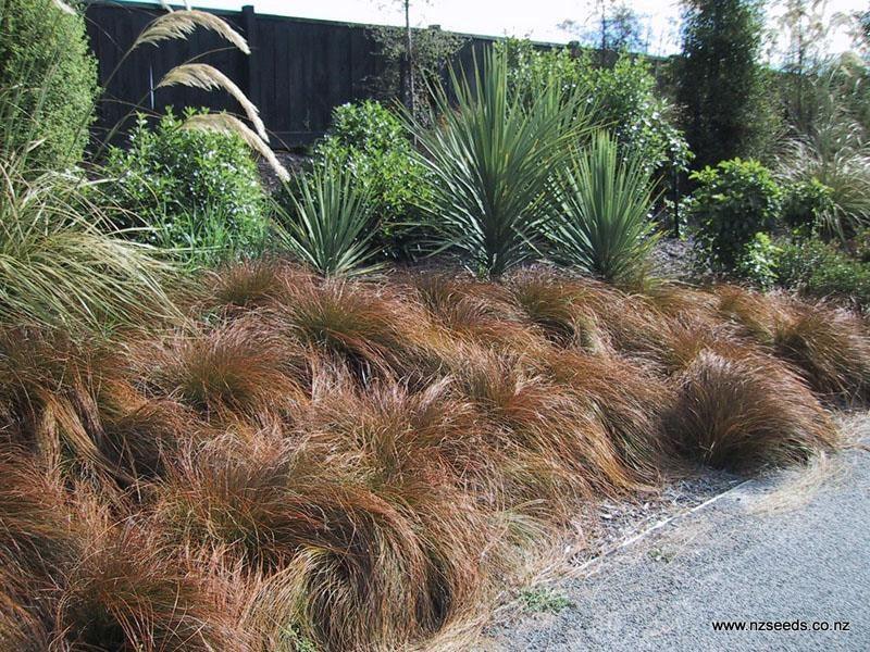 Carex testacea 0.20 - 0.30 m  Carex testacea Prairie Fire"