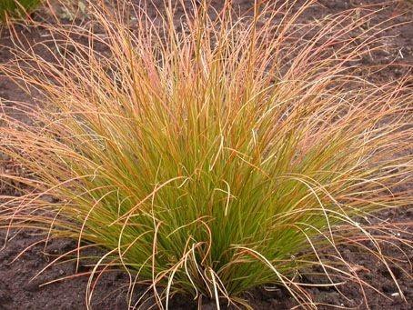 Carex testacea 0.20 - 0.30 m  Carex testacea Prairie Fire"