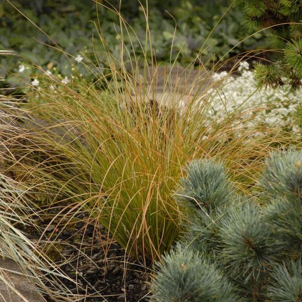 Carex testacea 0.20 - 0.30 m  Carex testacea Prairie Fire"