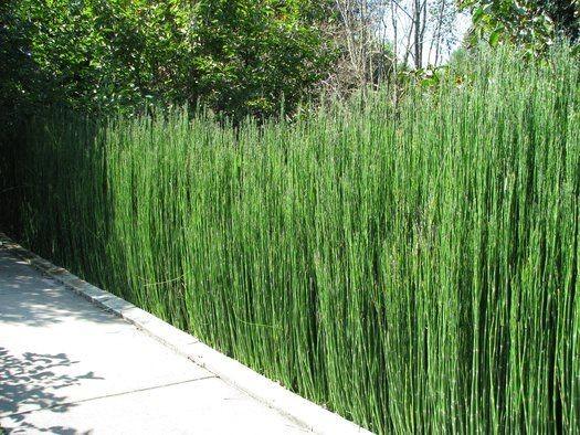 Equisetum hyemale 0.80 - 1.00 m  Equisetum hyemale var. japonicum