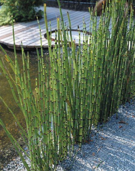 Equisetum hyemale 0.80 - 1.00 m  Equisetum hyemale var. japonicum