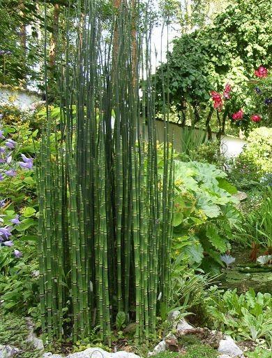 Equisetum hyemale 0.80 - 1.00 m  Equisetum hyemale var. japonicum