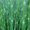 Equisetum hyemale 0.80 - 1.00 m  Equisetum hyemale var. japonicum
