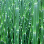 Equisetum hyemale 0.80 - 1.00 m  Equisetum hyemale var. japonicum