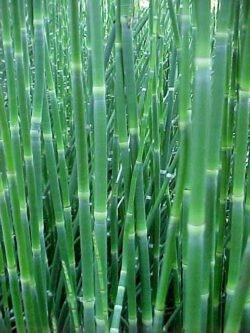 Equisetum hyemale 0.80 - 1.00 m  Equisetum hyemale var. japonicum