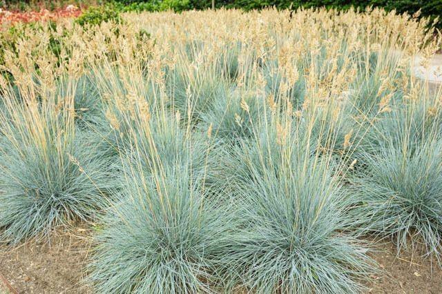 Festuca Elijah Blue" 0.20 - 0.30 m  Festuca "Elijah Blue"