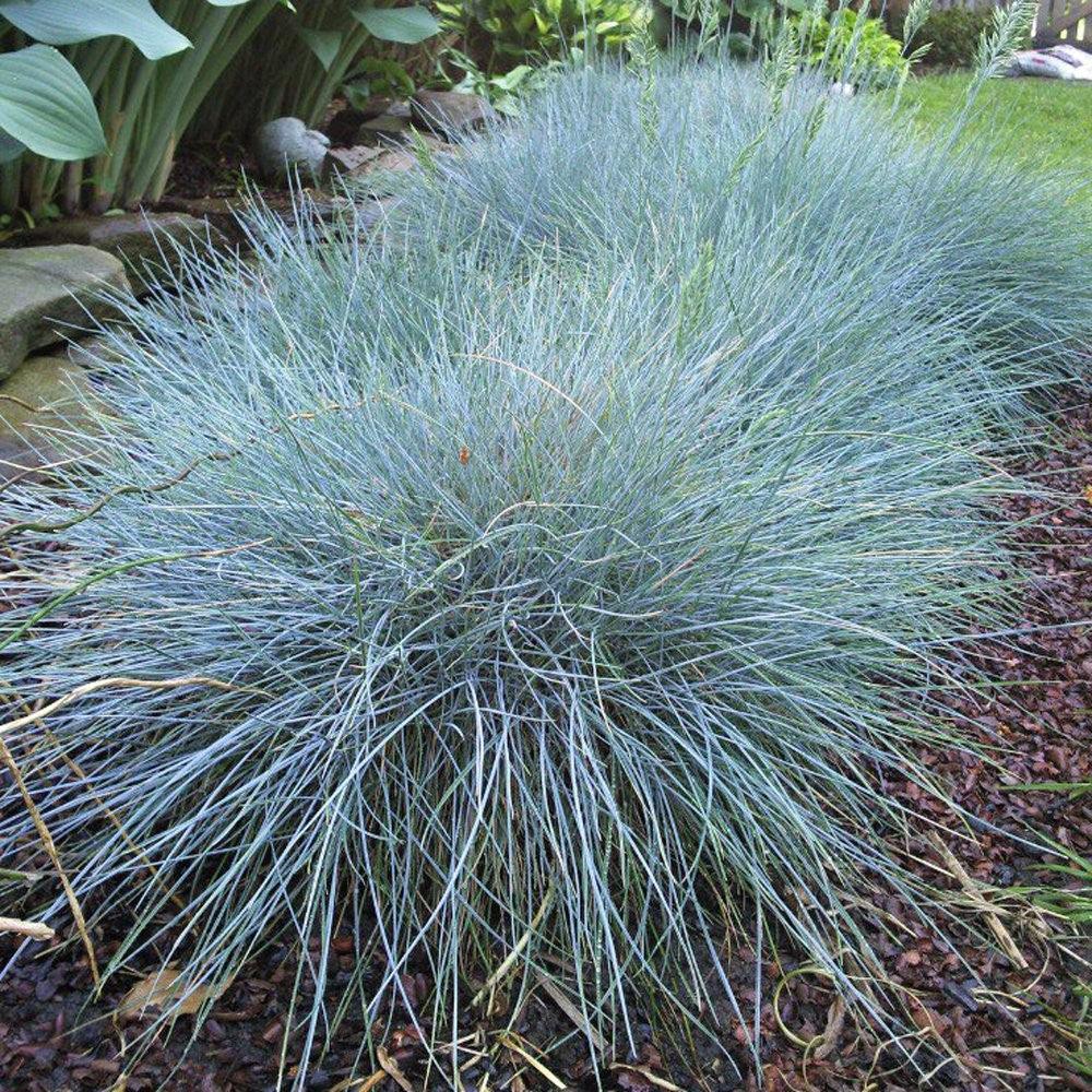 Festuca Elijah Blue" 0.20 - 0.30 m  Festuca "Elijah Blue"