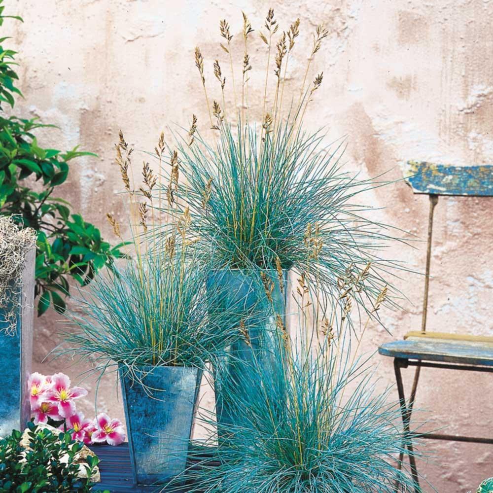 Festuca Elijah Blue" 0.20 - 0.30 m  Festuca "Elijah Blue"