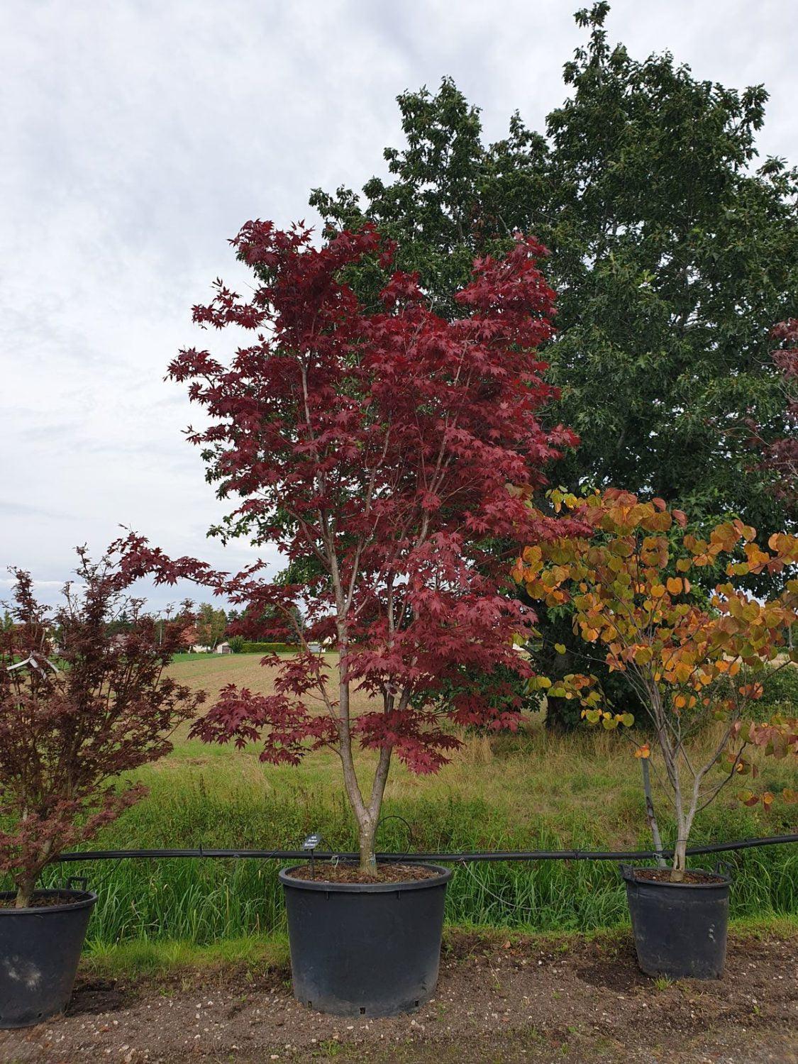 Artar japonez Bloodgood" 1.70 - 1.80 m  Acer palmatum "Bloodgood"