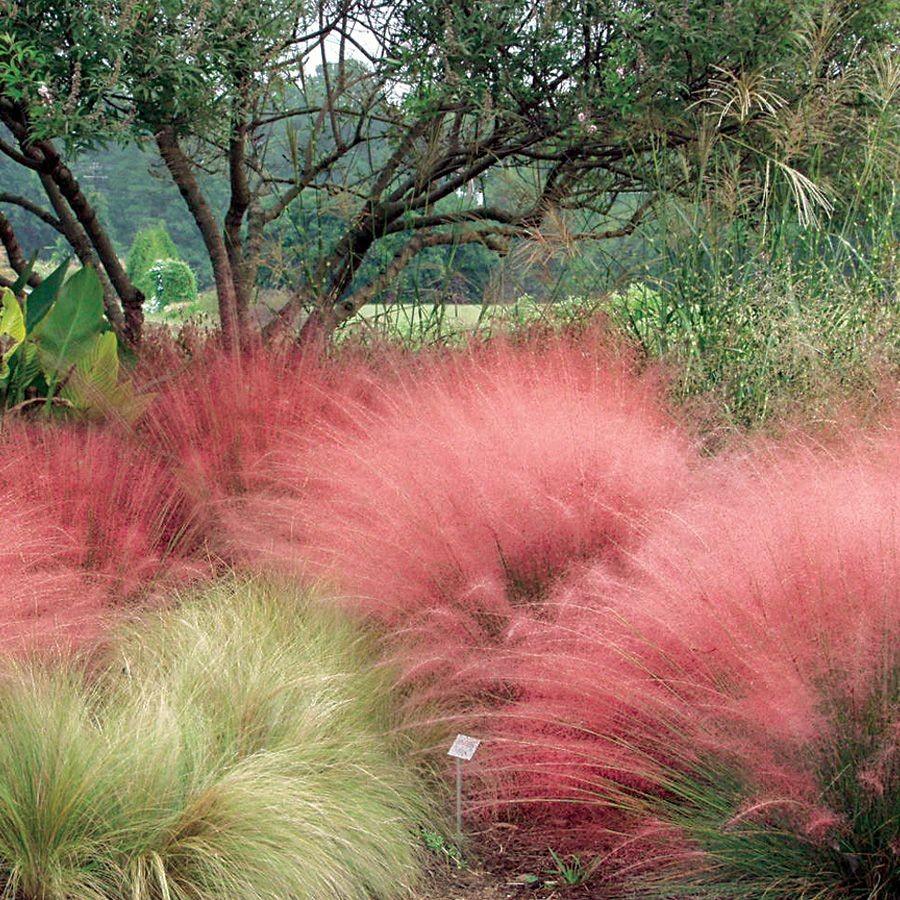 Muhlenbergia capillaris 0.60 - 1.00 m  Muhlenbergia capillaris