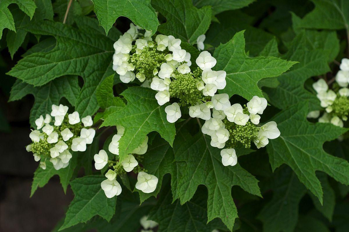 Hortensia Quercifolia" 0.50 - 0.70 m  Hydrangea quercifolia