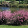Muhlenbergia capillaris 0.60 - 1.00 m Muhlenbergia capillaris