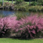 Muhlenbergia capillaris 0.60 - 1.00 m Muhlenbergia capillaris
