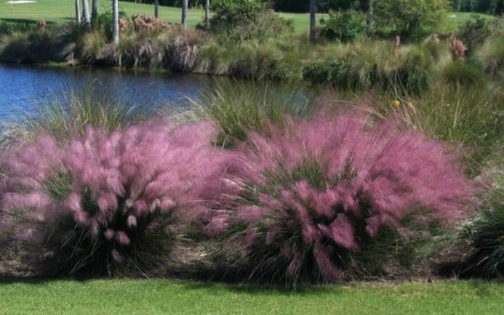 Muhlenbergia capillaris 0.60 - 1.00 m  Muhlenbergia capillaris