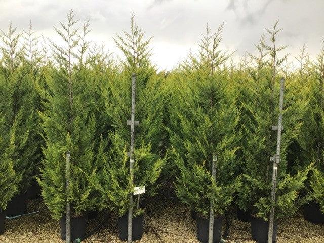 Chiparos leylandii Castwellan Gold" 1.70 - 1.80 m  x Cupressocyparis leylandii Castwellan Gold