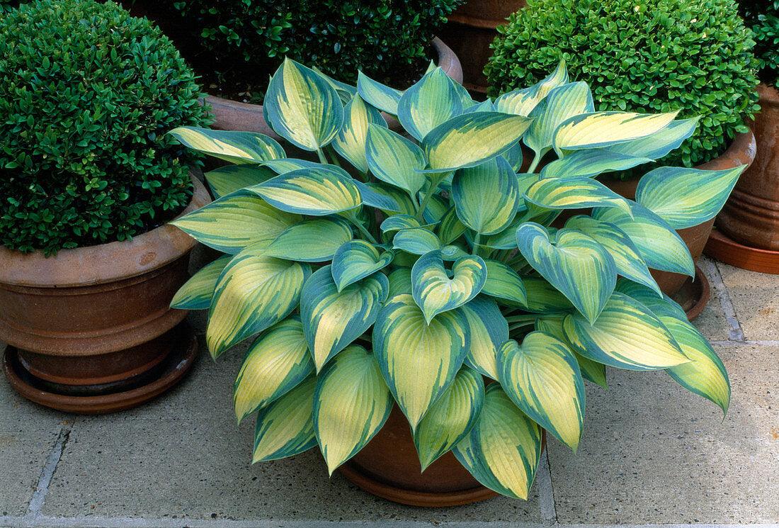 Hosta Funkia June