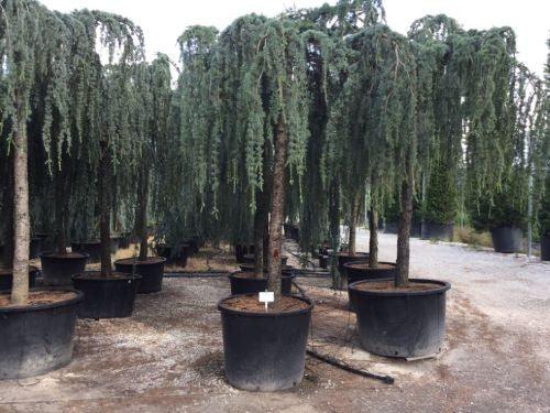 Cedru argintiu curgator  2.50 - 3.00 m  Cedrus atlantica Glauca Pendula"