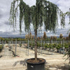 Cedru argintiu curgator  2.50 - 3.00 m  Cedrus atlantica Glauca Pendula"