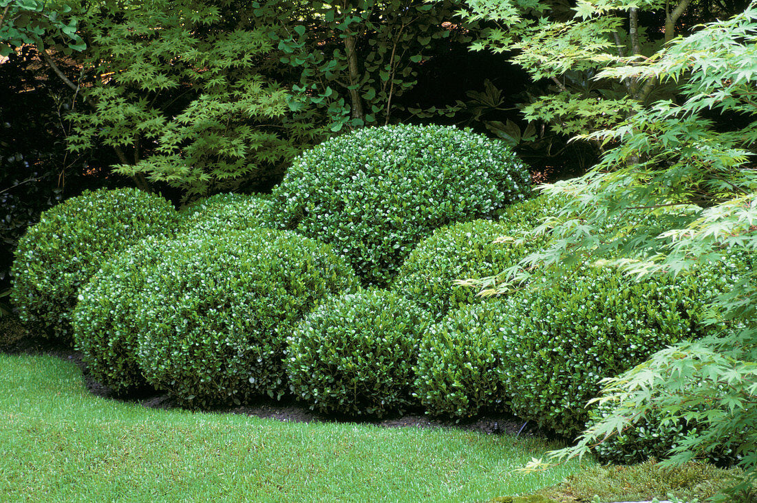 Buxus Faulkner" minge 0.40- 0.50 m  Buxus microphylla"Faulkner"