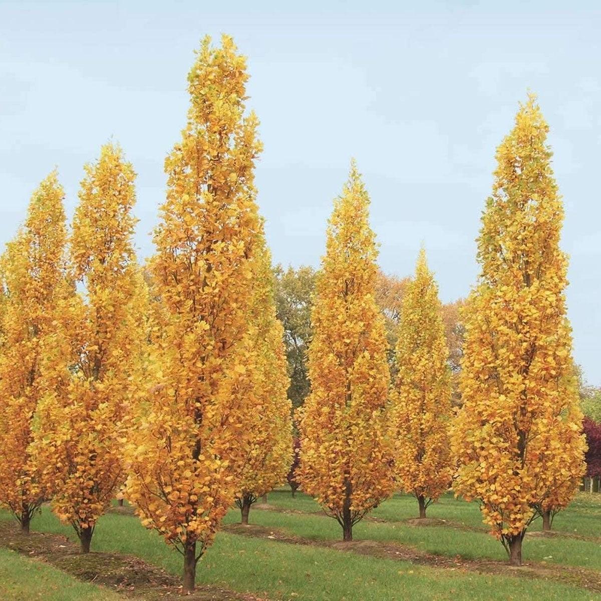 Arborele lalea columnar arbore 2.00 - 2.50 m   Liriodendron tulipifera Fastigiata