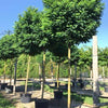 Globular Acacia 3.00 - 3.50 m Robinia pseudoacacia Umbraculifera"