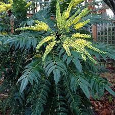 Mahonie Charity"  0.60 - 0.80 m  Mahonia x media "Charity"