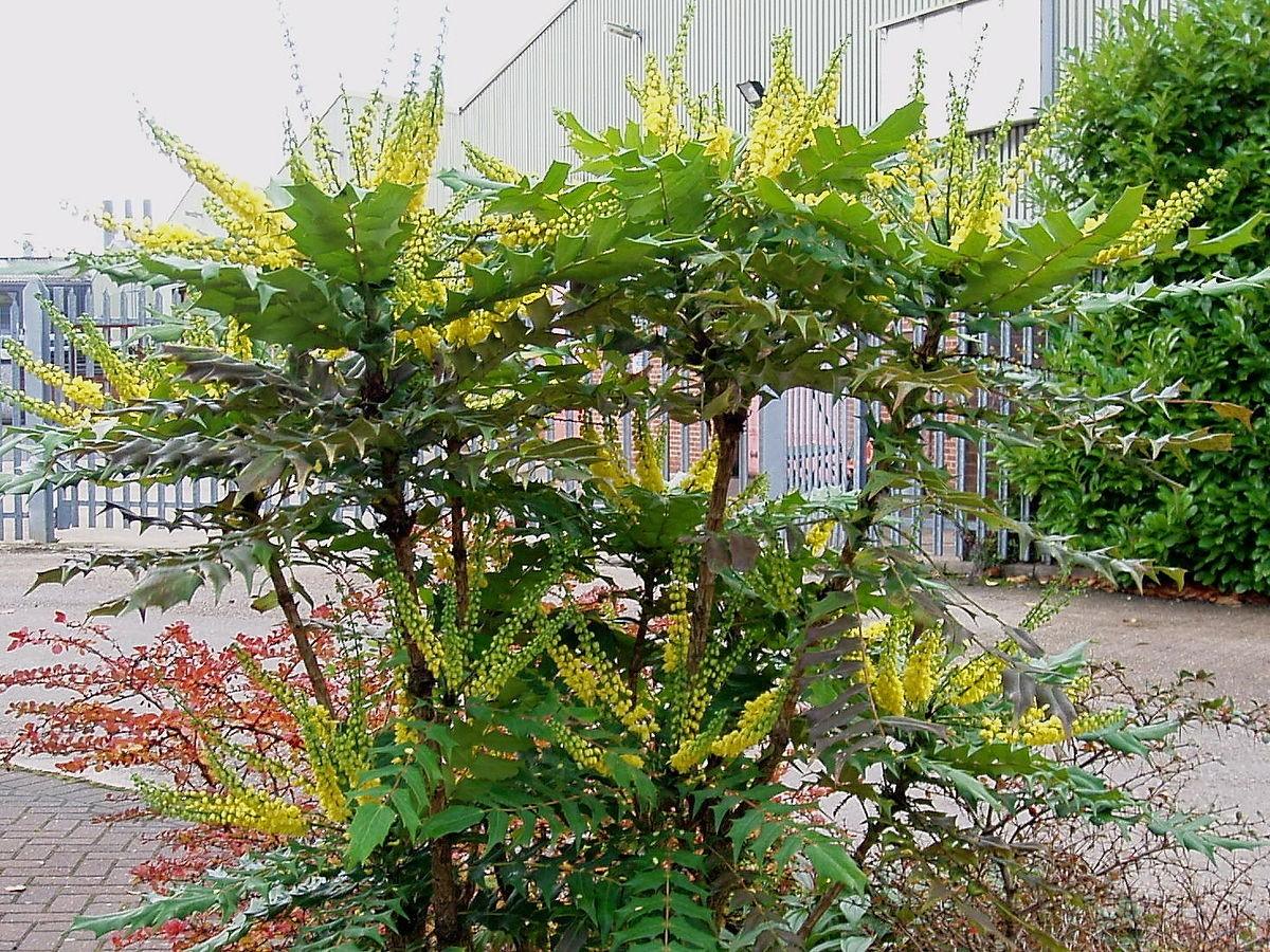 Mahonie Charity"  0.60 - 0.80 m  Mahonia x media "Charity"